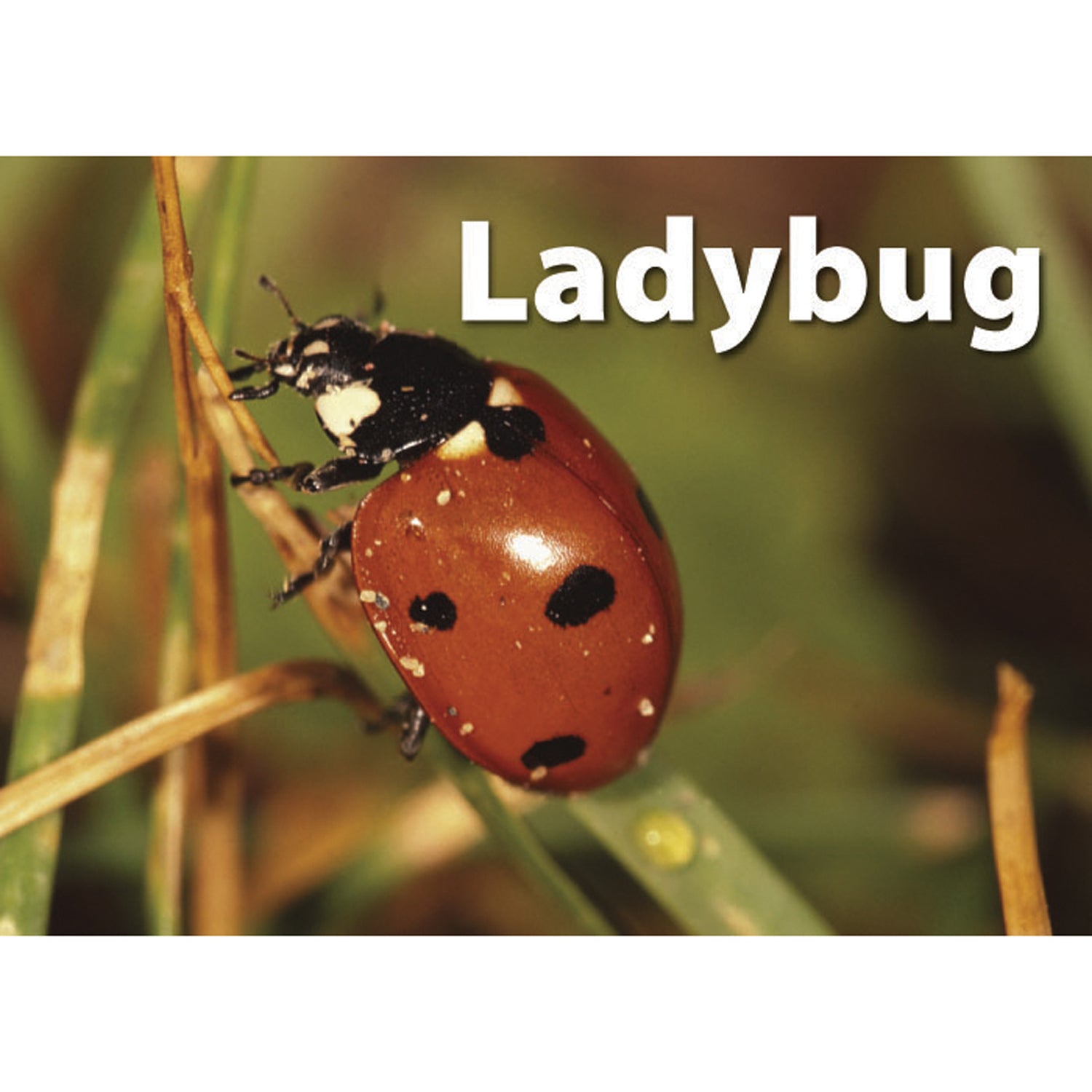 Stages Learning Materials - Memory Matching Game - Insects & Bugs - 3 Pack - Image 7