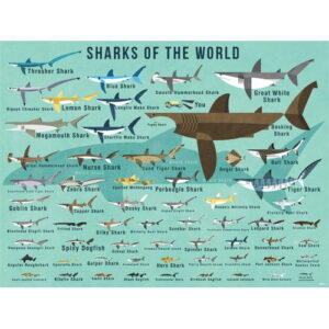 Oopsy Daisy Sharks of the World Canvas Wall Art by Daviz, 24x18 Inches